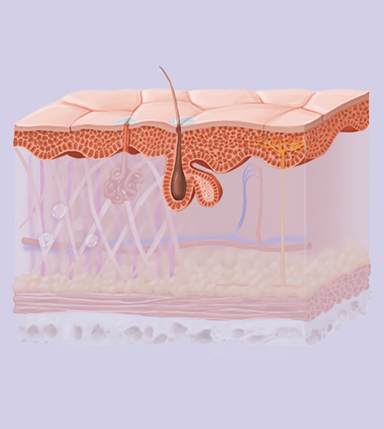 Epidermis: The Skin's Shield
